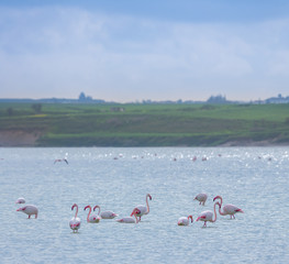 flock of birds pink flamingo on the salt lake in the city of Larnaca, Cyprus