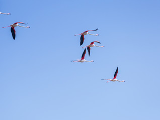 Flock of birds pink flamingo flying against a background of pure blue sky.