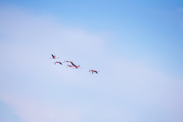Flock of birds pink flamingo flying against a background of pure blue sky.