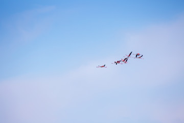 Flock of birds pink flamingo flying against a background of pure blue sky.