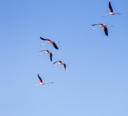 Flock of birds pink flamingo flying against a background of pure blue sky.