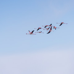 Flock of birds pink flamingo flying against a background of pure blue sky.