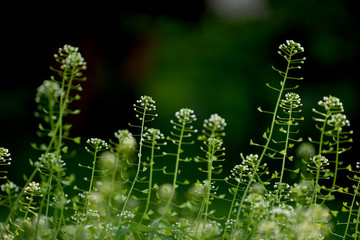 Obraz premium Art photo with selective soft focus. Grass on the dawn meadow Shepherd's Plant Bag