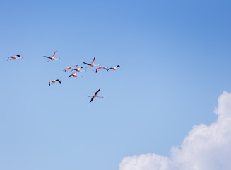 Flock of birds pink flamingo flying against a background of pure blue sky.