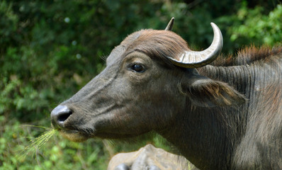 Buffalo