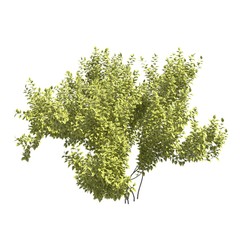 Bush 3d illustration isolated on the white background