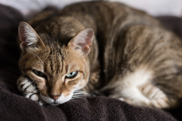 funny tabby cat