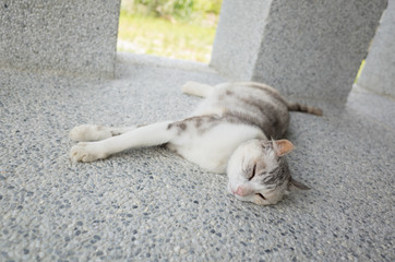 cat sleep on the ground