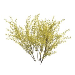 Fototapeta premium Bush 3d illustration isolated on the white background