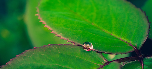 Nature in morning