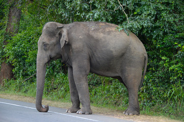 Fototapeta na wymiar Elephant