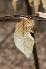 A single brown leaf on a tree branch and a close view.