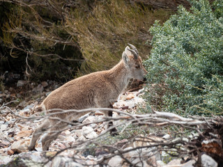 Iberian wild goat (Capra pyrenaica) grazing and climbing in the mountain in Salamanca, Spain