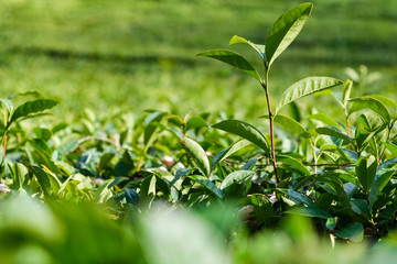 Fototapeta na wymiar The stalk of the tea Bush green . The northernmost tea in the world grows in Sochi. Tea plantation Matsesta tea.