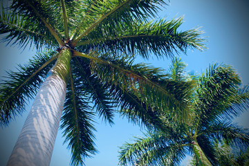 Fototapeta na wymiar South Florida Palm Trees