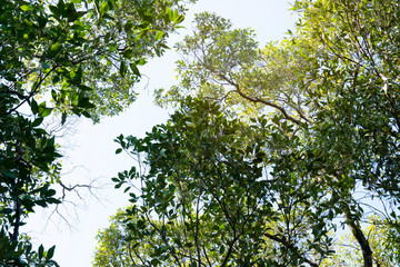 Looking from the bottom to the top of the tree to sky. Mangrove forest.
