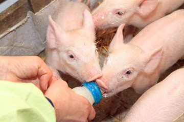 Piglets Milk Bottle © markobe