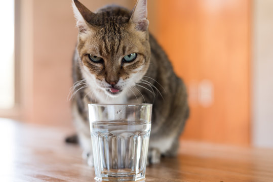 Cat Drink Water