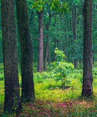 Naklejka premium Nature in morning