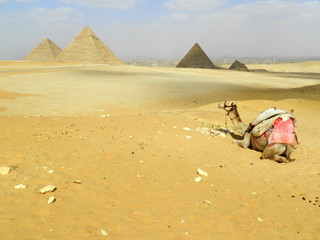 wielbłąd i piramidy w Gizie, Egipt
