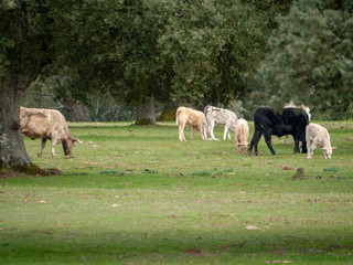 A herd of cows grazing in the dehesa in Salamanca (Spain). Concept of extensive organic livestock