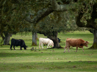 A herd of cows grazing in the dehesa in Salamanca (Spain). Concept of extensive organic livestock