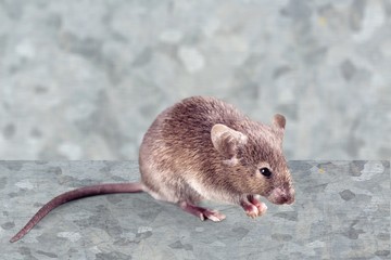 Gray mouse animal  on  background