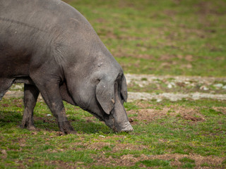 Fototapeta premium Iberian pork grazing in the spanish dehesa in Salamanca