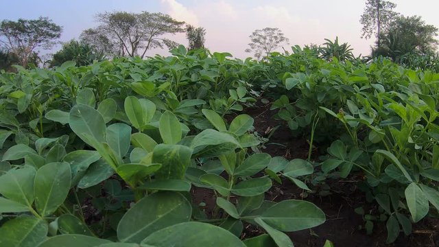 Green peanut field in the agricultural garden of country Thailand, PAN camera movement shot