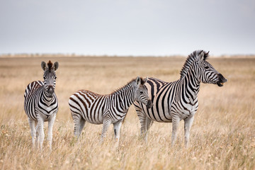 Obraz na płótnie Canvas Zebras migration - Makgadikgadi Pans National Park - Botswana
