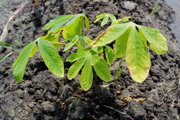 Tapioca young plants in the garden