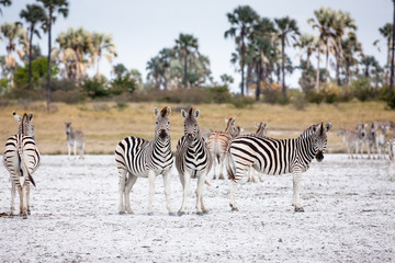 Zebras migration -  Makgadikgadi Pans National Park - Botswana