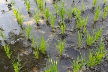Rice leaf with water
