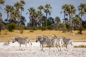 Zebras migration -  Makgadikgadi Pans National Park - Botswana