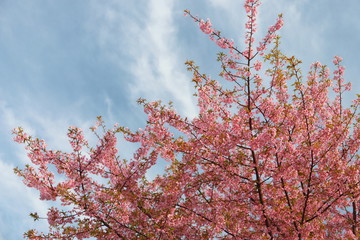 日本の春　ピンク色の河津桜と青い空