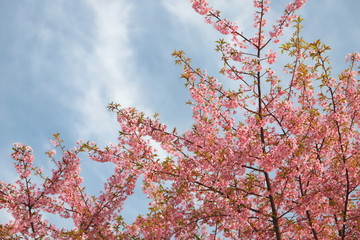 日本の春　ピンク色の河津桜と青い空