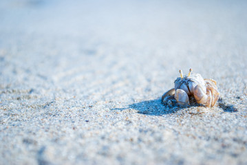 Background beach and the little crab During the summer vacation season, the beach and the sea.