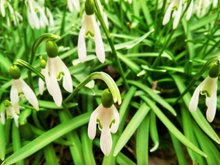 First snowdrop flowers blooming in the garden close up