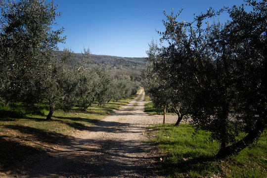 strada sterrata in un uliveto toscano