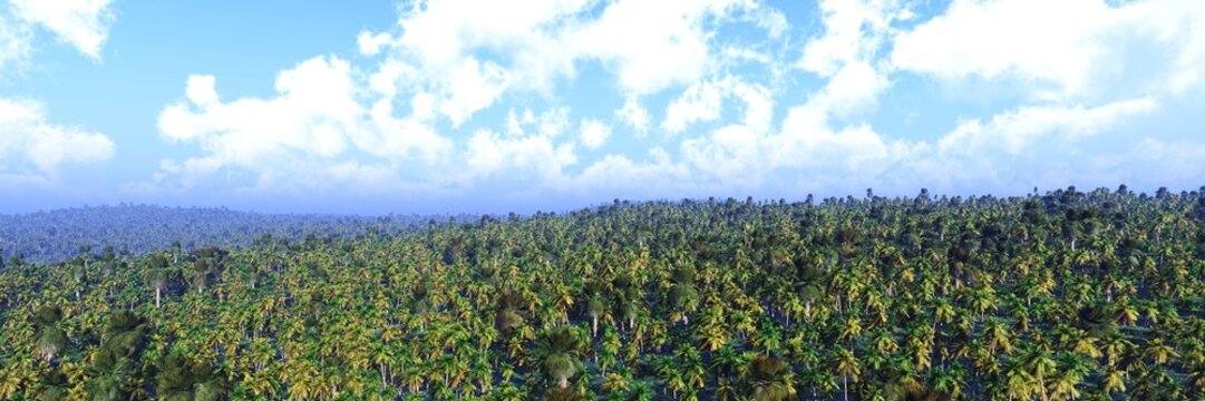 panorama of jungei, palm forests under a sky with clouds