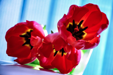 Red Tulip macro close up shot. Floral spring background, Soft focus. Easter Spring Flowers. Elegant Mother's Day