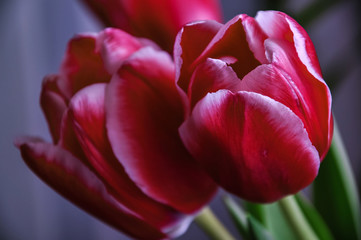 Red Tulip macro close up shot. Floral spring background, Soft focus. Easter Spring Flowers. Elegant Mother's Day