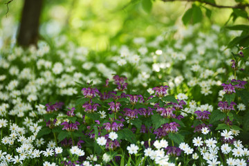 Fototapeta premium Delicate white and lilac flowers in a forest glade in the spring.