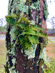 Fern on tree