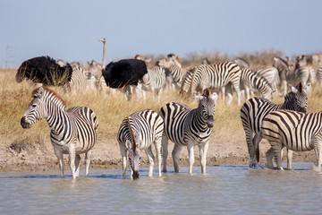 Naklejka na ściany i meble Zebras migration - Makgadikgadi Pans National Park - Botswana