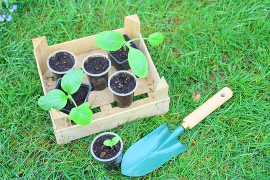 jardinage et plantations de printemps 