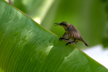 Cute sunbird on banana leaf..Juvenile olive backed sunbird with molting plumage perching on banana green leaf  opening mouth wide and spreading wings.