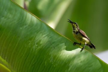 Cute sunbird on banana leaf..Juvenile olive backed sunbird with molting plumage perching on banana green leaf  opening mouth wide.