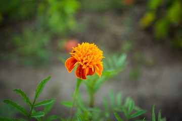 Abstract vintage picture style of yellow marigold flowers