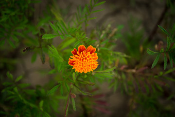 Abstract vintage picture style of yellow marigold flowers